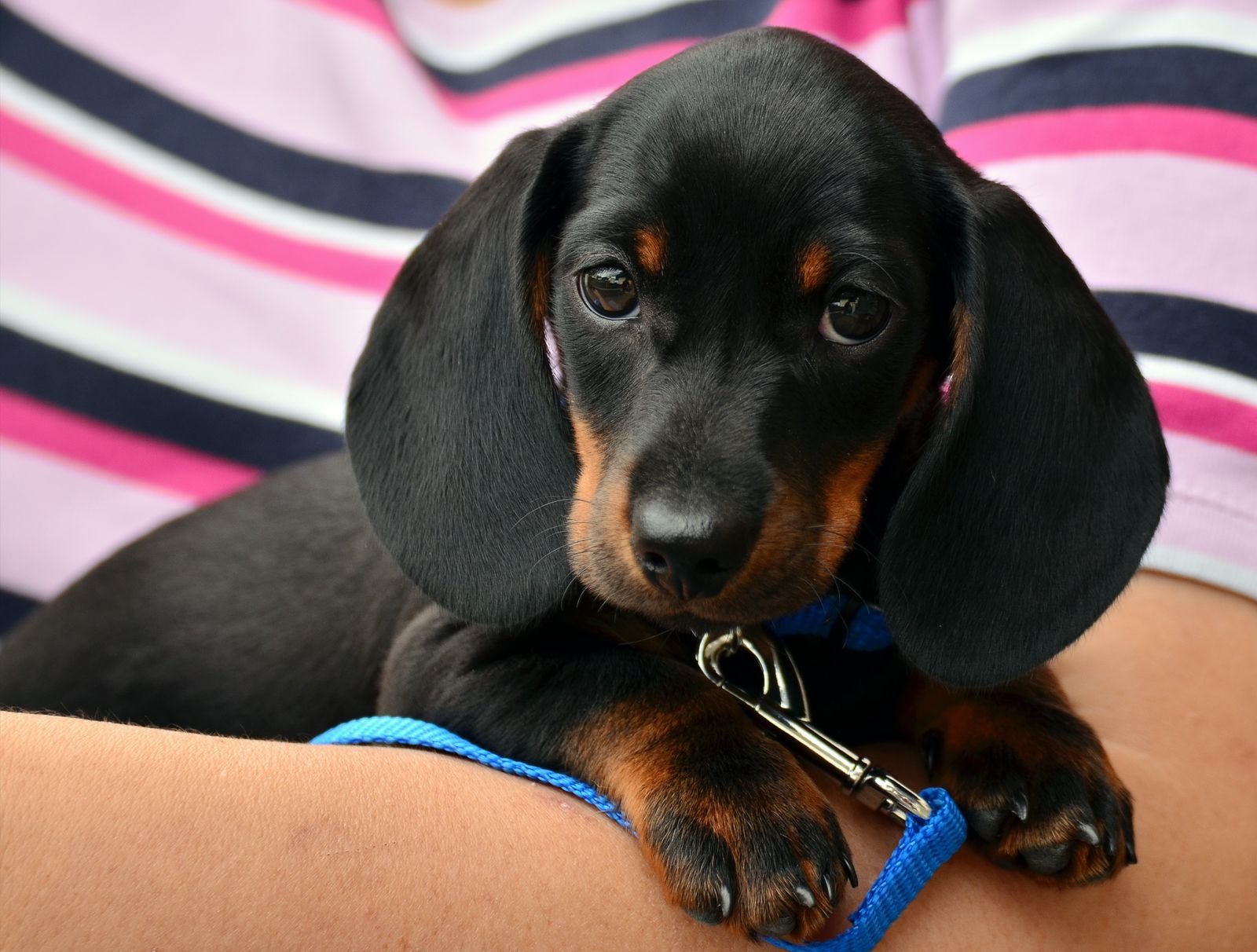 Black and tan Dachshund puppy looking at the camera