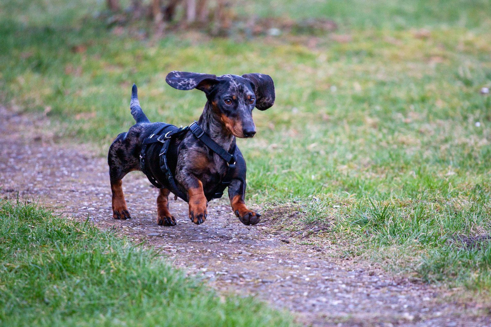 Dachshund running along a grassy path in spring