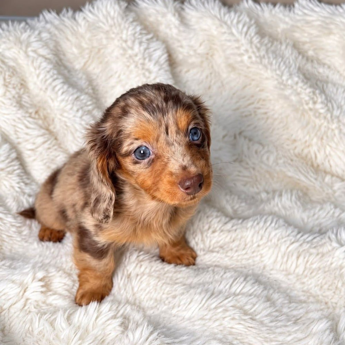 Chocolate & Tan Dapple long-haired (fluffy/soft coat type) Dachshund puppy named Sofia